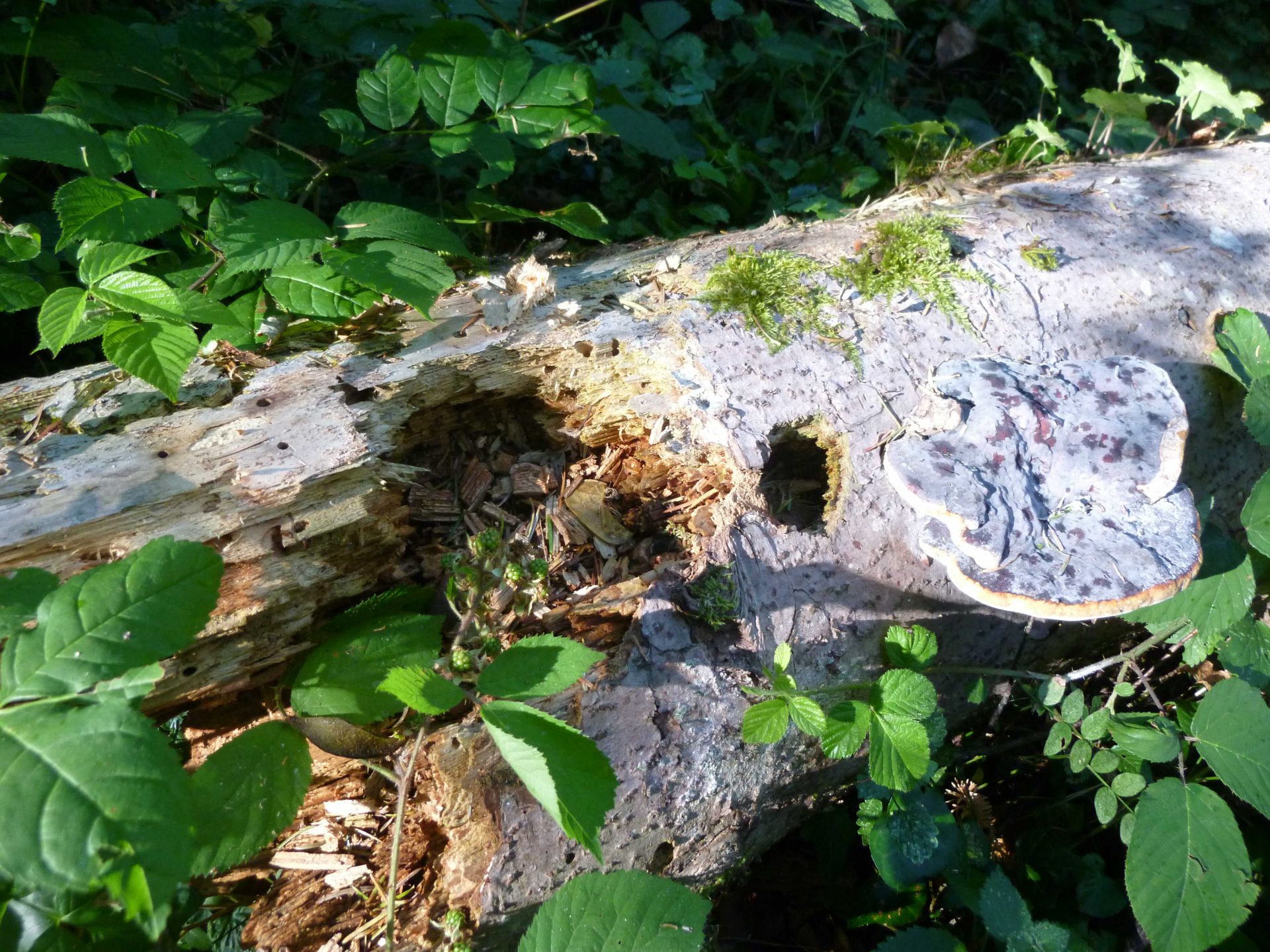 Le Bois Mort Grouille De Vie Natura 2000